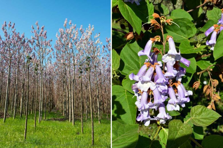 Une plantation de paulownia et ses fleurs.