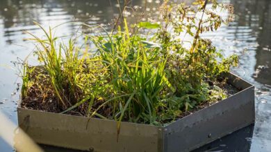 Un module en forme d'alvéole, l'Aloé, pour apporter de la biodiversité en ville ou chez les particuliers, sur les plans d'eau.