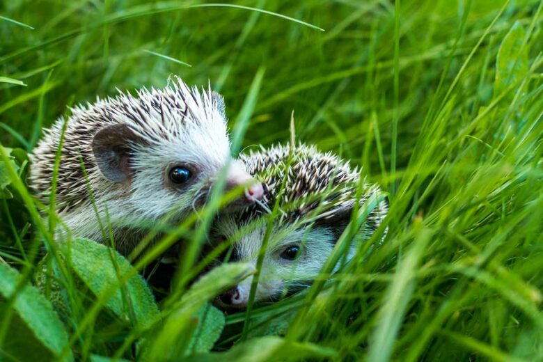 Deux jeunes hérissons sur l'herbe.