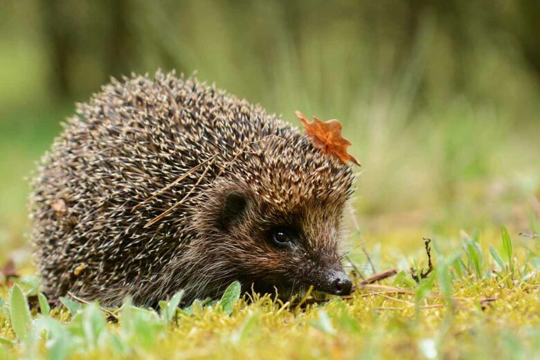 Le hérisson est un animal protégé et utile à votre jardin.