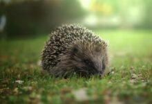 Le hérisson est un animal protégé, il faut en prendre soin.