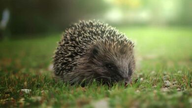 Le hérisson est un animal protégé, il faut en prendre soin.