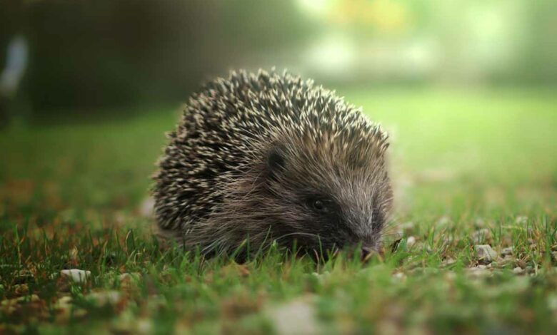 Le hérisson est un animal protégé, il faut en prendre soin.