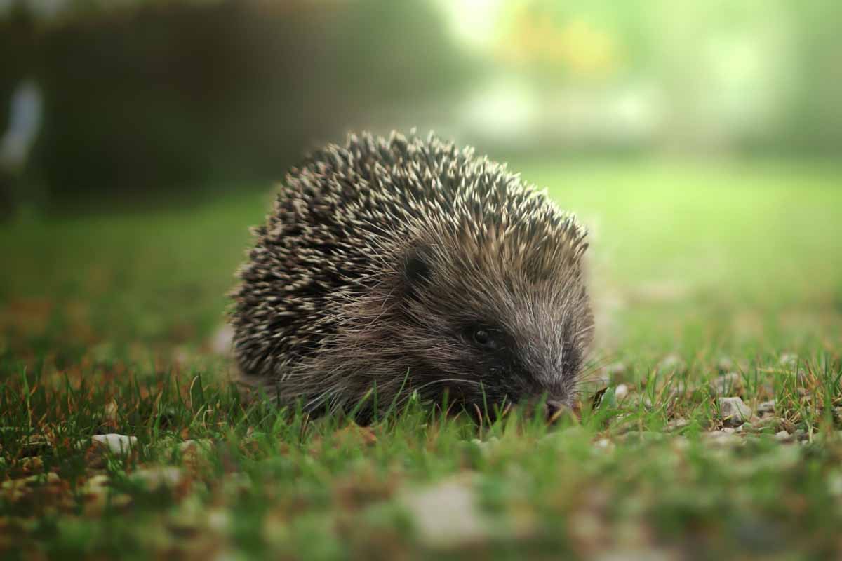 Le hérisson est un animal protégé, il faut en prendre soin.