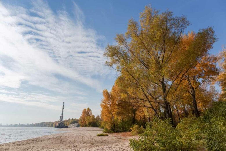 Le peuplier et le saule sont des arbres qui dépolluent les sols des métaux et autres composés organiques.