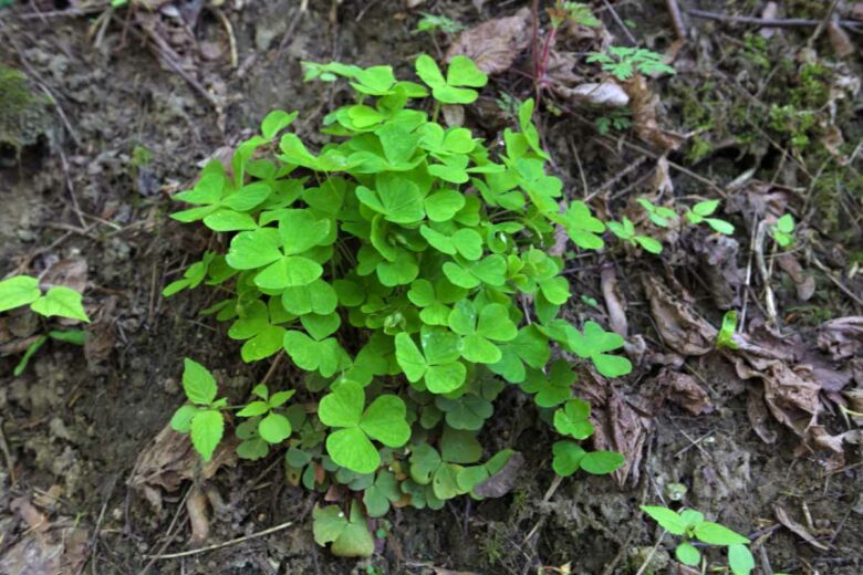 Le trèfle est une plante qui absorbe certains composés organiques polluants. 