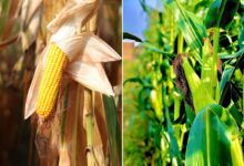 Saviez-vous que le maïs est une plante qui dépollue les sols ?