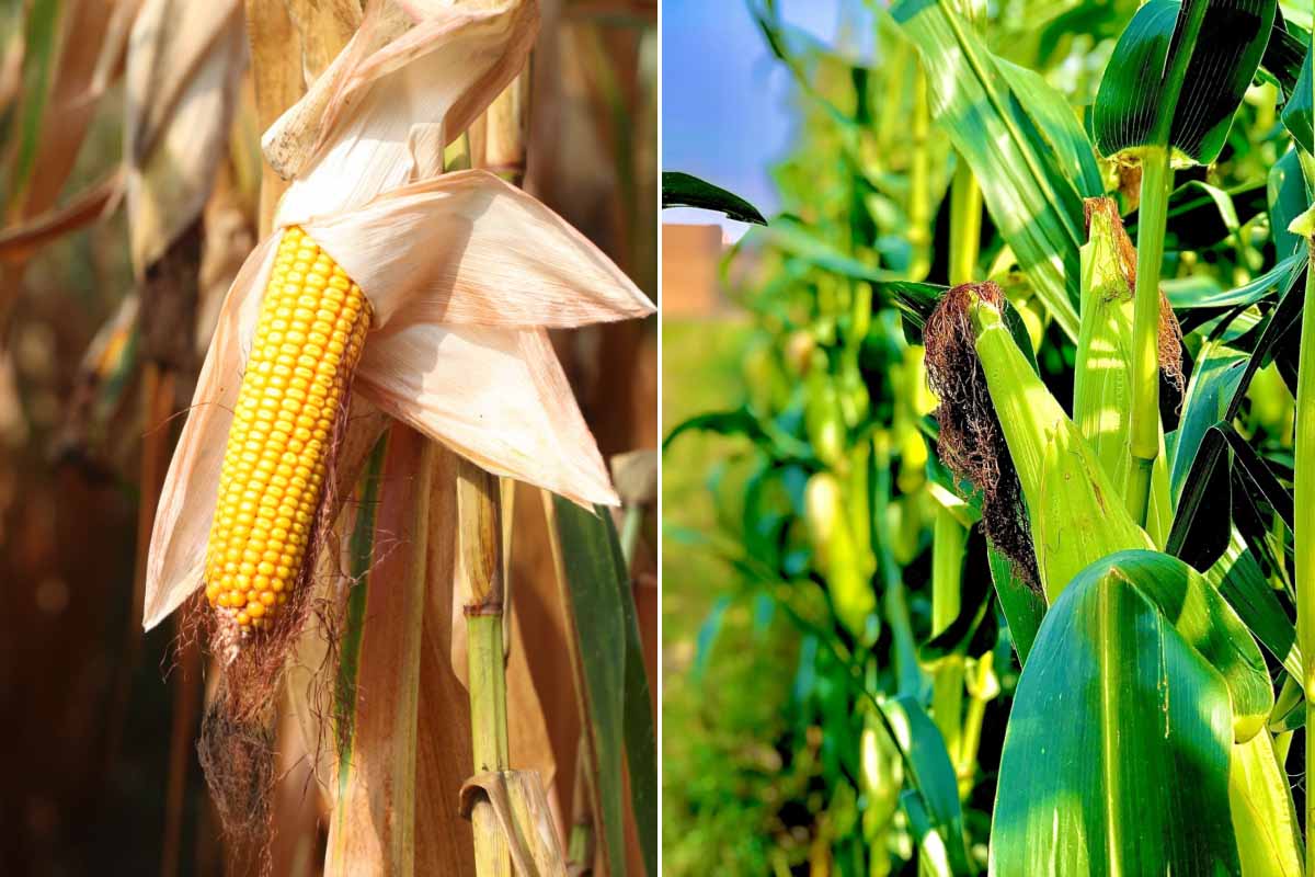 Saviez-vous que le maïs est une plante qui dépollue les sols ?