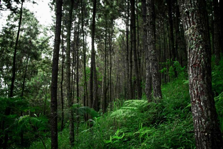 Les forêts génèrent un refroidissement des sols et de l'air.
