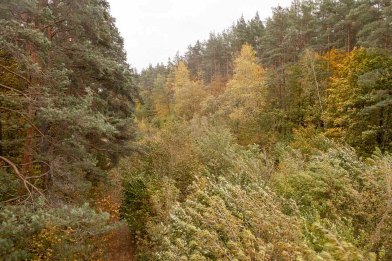 Le reboisement des forêts ne peut avoir qu'un effet positif pour notre planète.