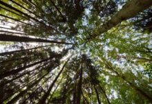 Le reboisement des forêts permettrait de limiter les effets du réchauffement climatique.