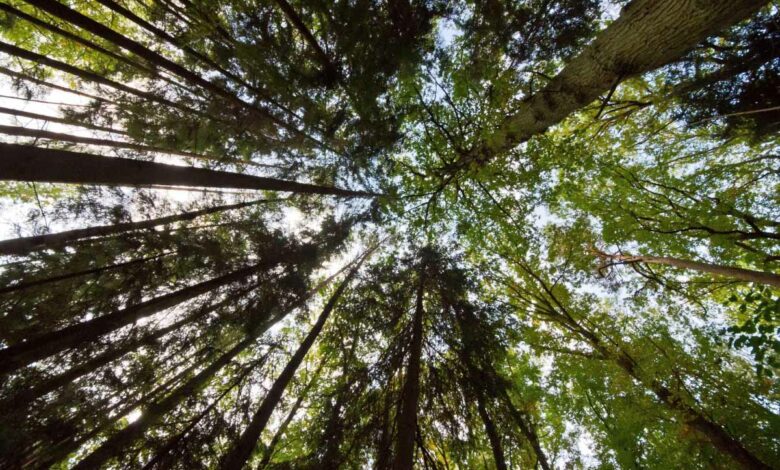 Le reboisement des forêts permettrait de limiter les effets du réchauffement climatique.
