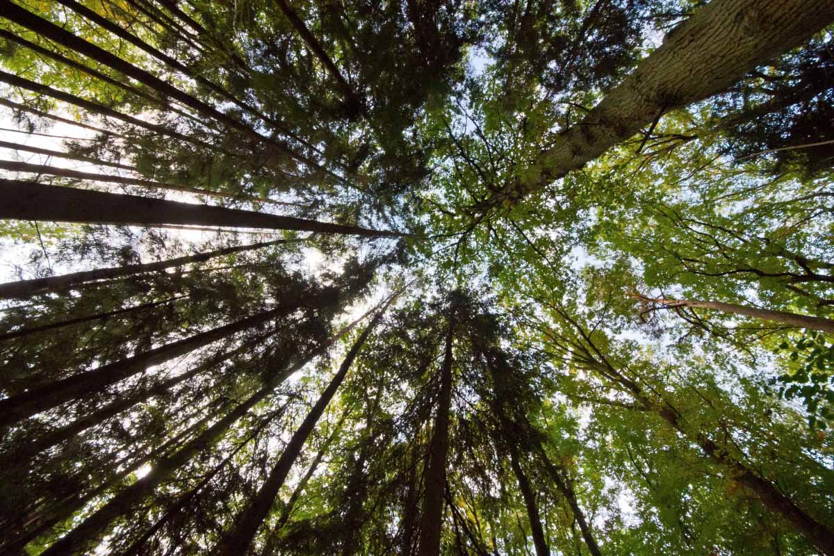 Le reboisement des forêts permettrait de limiter les effets du réchauffement climatique.