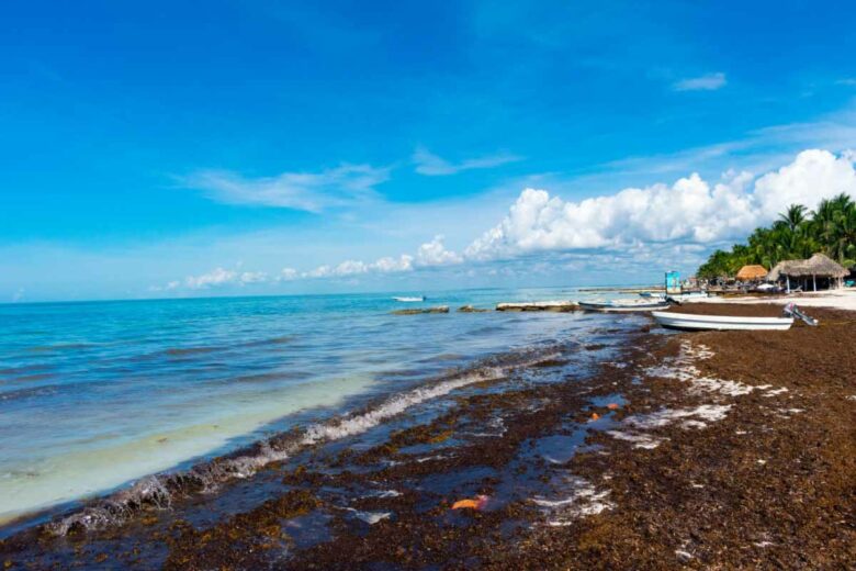 Une plage du Mexique envahie de l'algue sargasse.