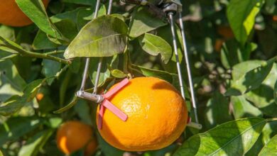 Grâce à des capteurs, l'agriculteur est en mesure d'optimiser ses cultures et son arrosage.