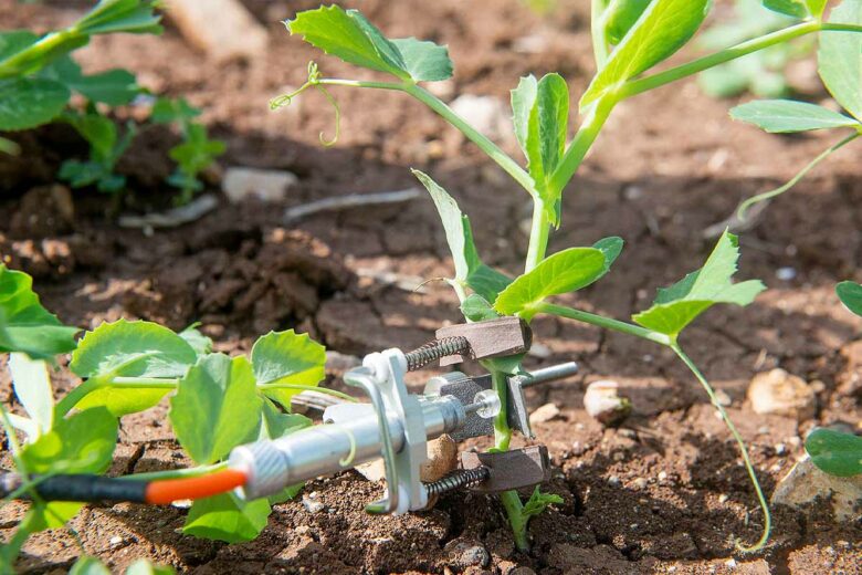 Le mouvement des plantes relevé par les capteurs permet de determiner la quantité d'eau et le moment de l'arrosage qui est nécessaire.