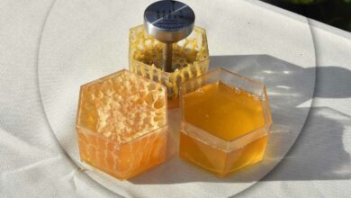 L'alvéole Bee's Kiss est introduite dans une ruche ou les abeilles vont y produire directement leur miel.