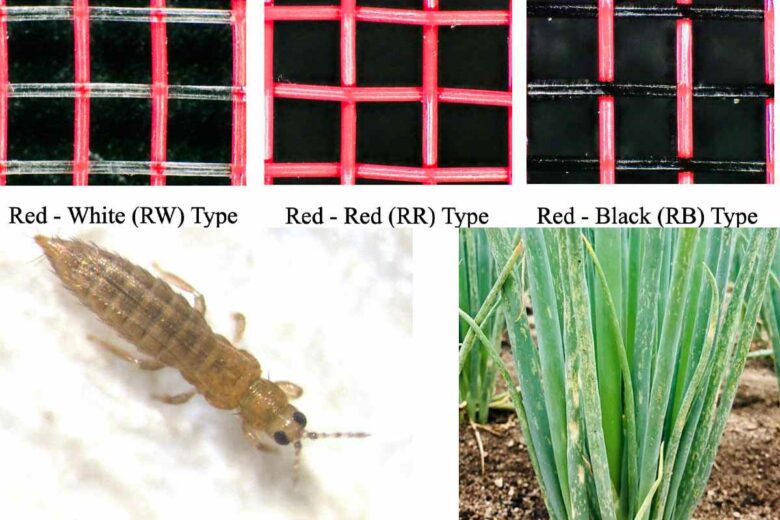 Les chercheurs ont testé différentes couleurs pour leurs filets afin de lutter contre les invasions d'insectes comme les thrips de l’oignon, qui ravagent les cultures.