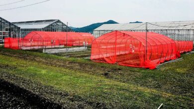 Selon les résultats de cette étude, les filets rouges sont plus efficaces pour protéger les cultures des insectes.