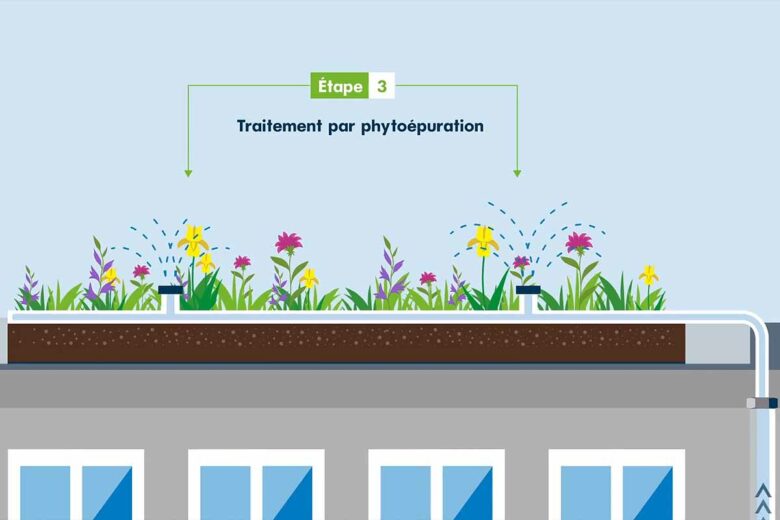 L'eau grise récupérée subit plusieurs étapes de traitement, ici, la phase de phytoépuration.