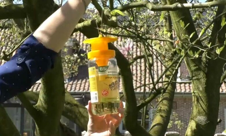 BSI Piège à Guêpes et Frelons