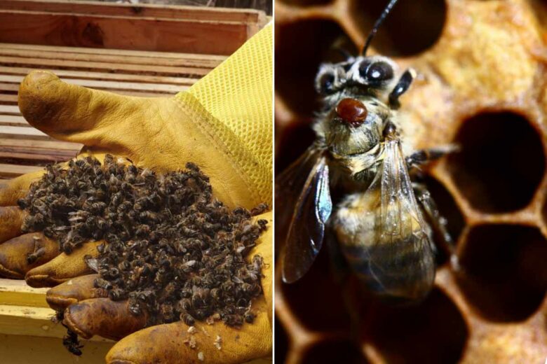 Le varroa (sur l'abeille à droite) est un minuscule acarien qui peut tuer toute une colonie d'abeilles en quelques jours.