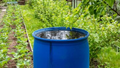 Comment garder l'eau propre dans un récupérateur d'eau de pluie ?