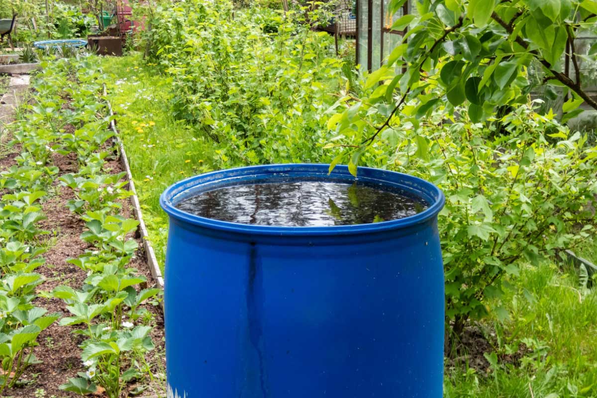 Comment garder l'eau propre dans un récupérateur d'eau de pluie ?