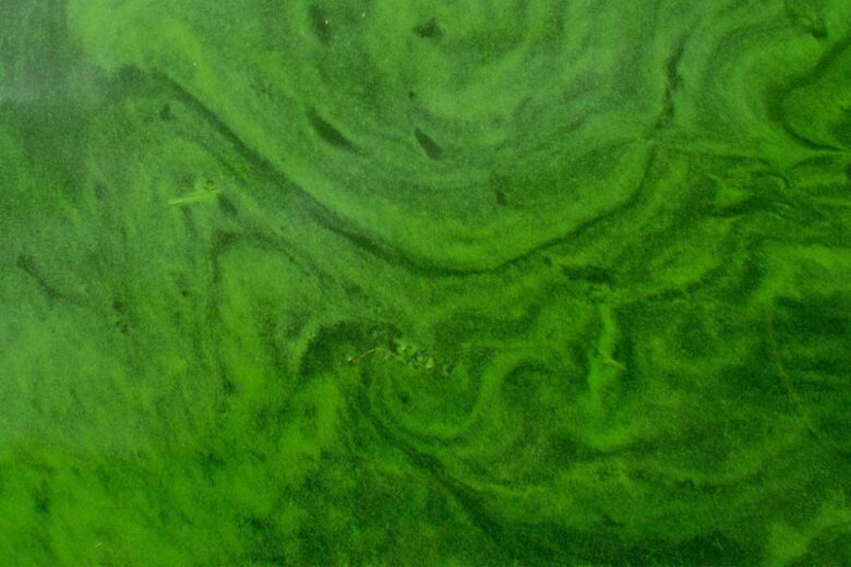Le soleil et les corps étrangers favorisent l'apparition d'algues. 