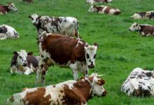 Les vaches produisent jusqu'à 12 bouses par jour, cela peut être le nouvel « or noir ».