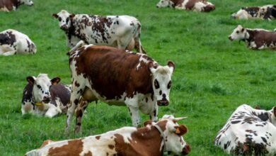 Les vaches produisent jusqu'à 12 bouses par jour, cela peut être le nouvel « or noir ».