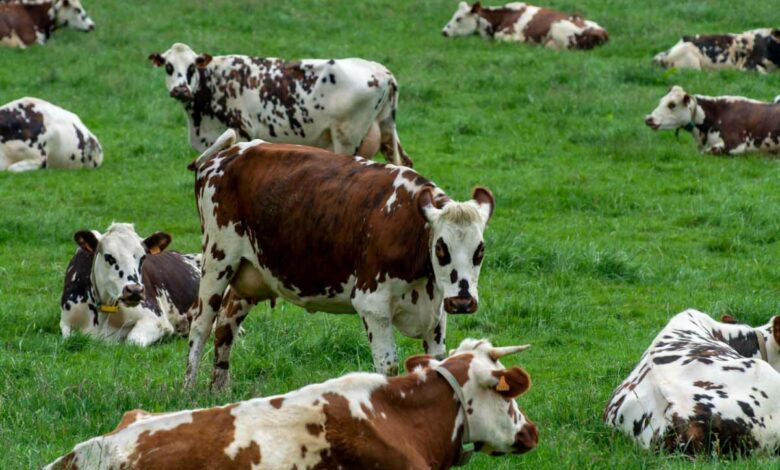 Les vaches produisent jusqu'à 12 bouses par jour, cela peut être le nouvel « or noir ».