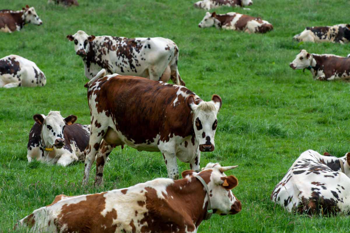 Les vaches produisent jusqu'à 12 bouses par jour, cela peut être le nouvel « or noir ».