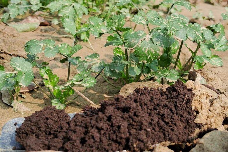 Compost de bouse de vache pour servir d'engrais au jardin.