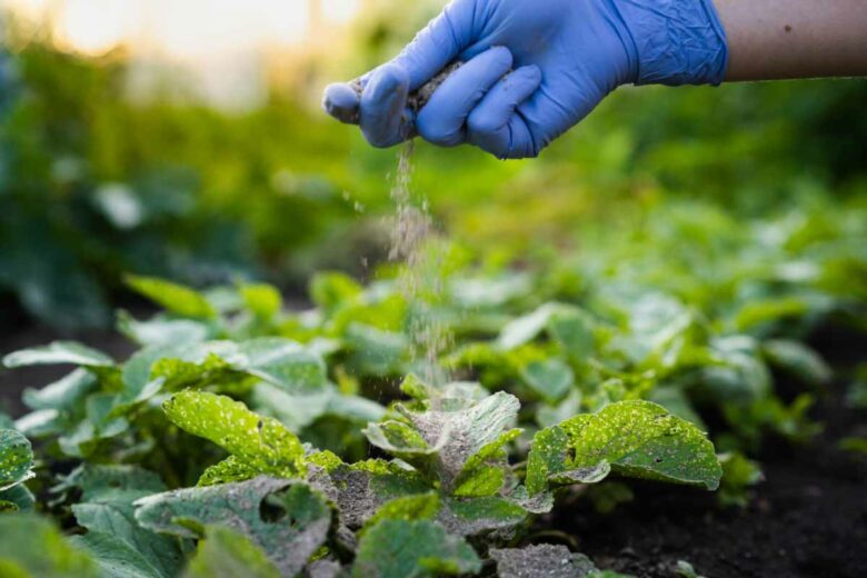 Puis-je mettre de la cendre sur toutes les plantes ?