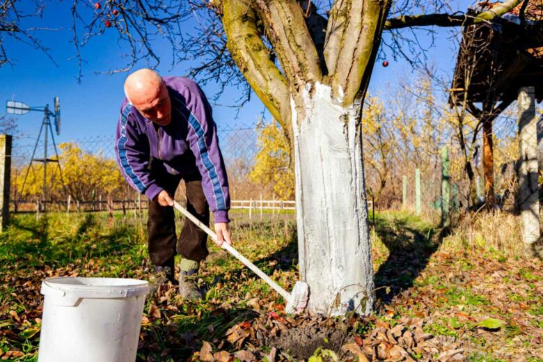 Une application de chaux arboricole pour protéger les arbres des insectes, des champignons, et autres ravageurs.