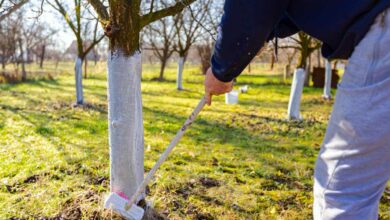 L'application de chaux arboricole sur le tronc des arbres pour les protéger.