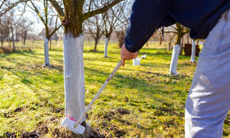 L'application de chaux arboricole sur le tronc des arbres pour les protéger.