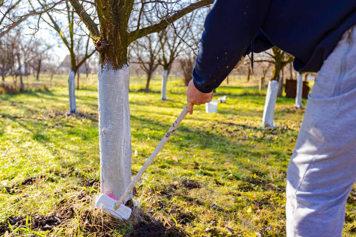 L'application de chaux arboricole sur le tronc des arbres pour les protéger.