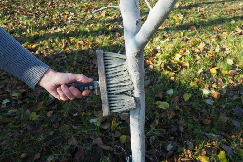 Le chaulage est une application de chaux arboricole sur les troncs des arbres pour les protéger.