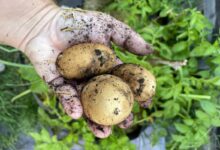 Comment se cultive la pomme de terre ?