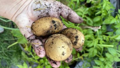 Comment se cultive la pomme de terre ?