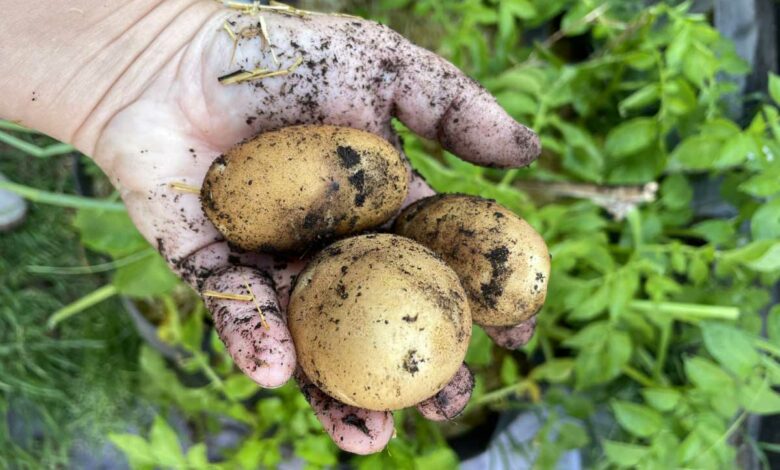 Comment se cultive la pomme de terre ?