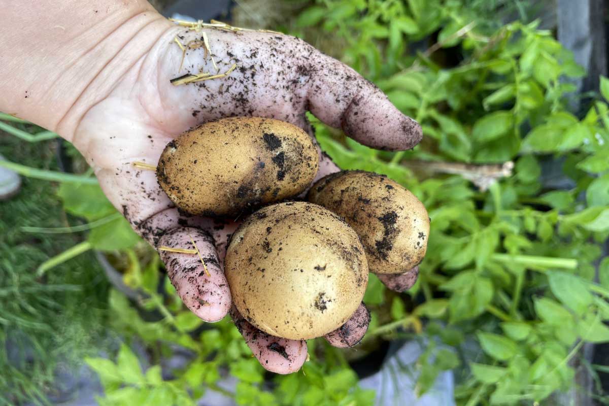 Comment se cultive la pomme de terre ?