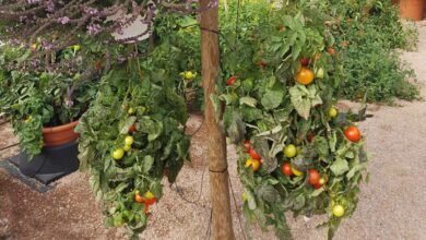 Culture de tomates à l'envers.