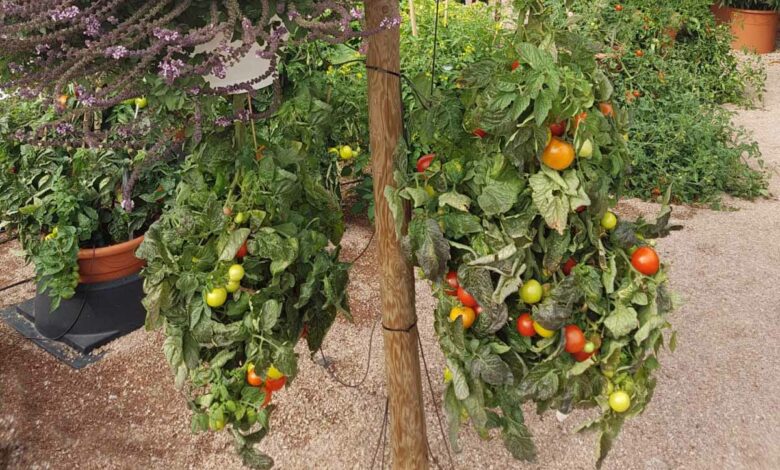 Culture de tomates à l'envers.