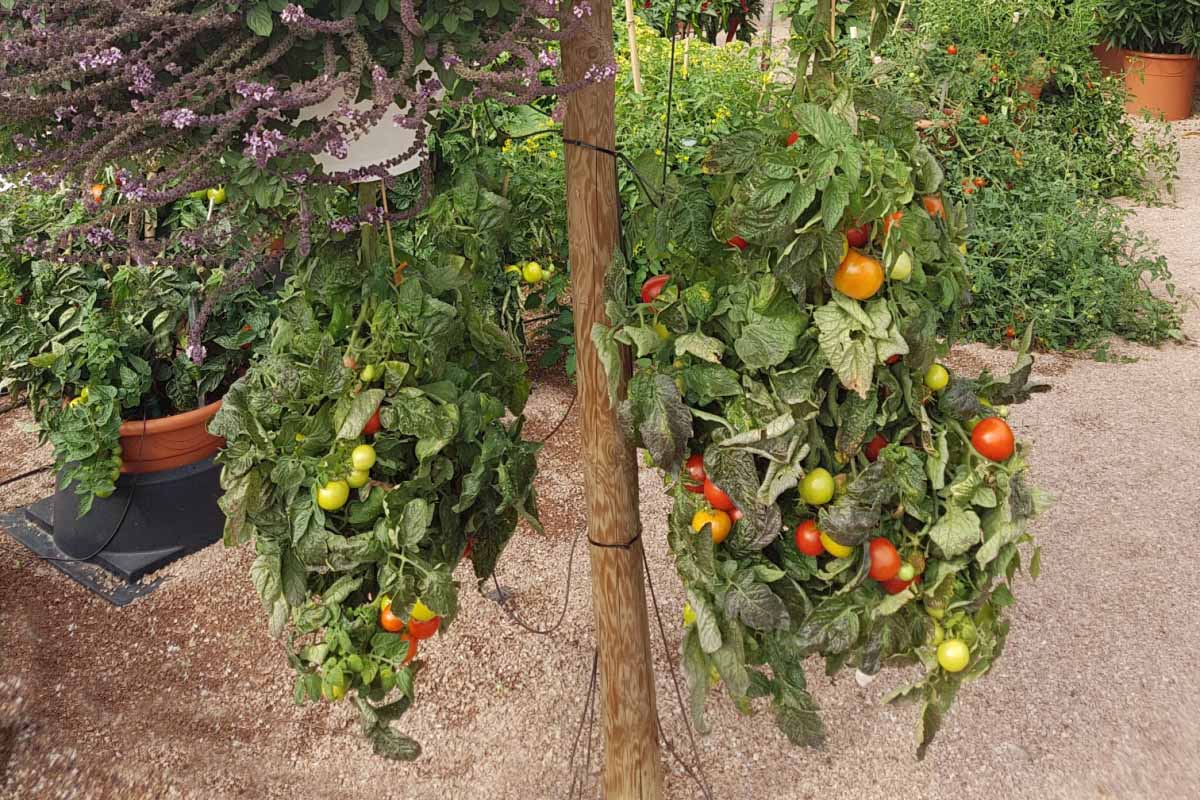 Culture de tomates à l'envers.