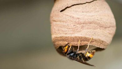 Une reine frelon asiatique et son nid primaire.