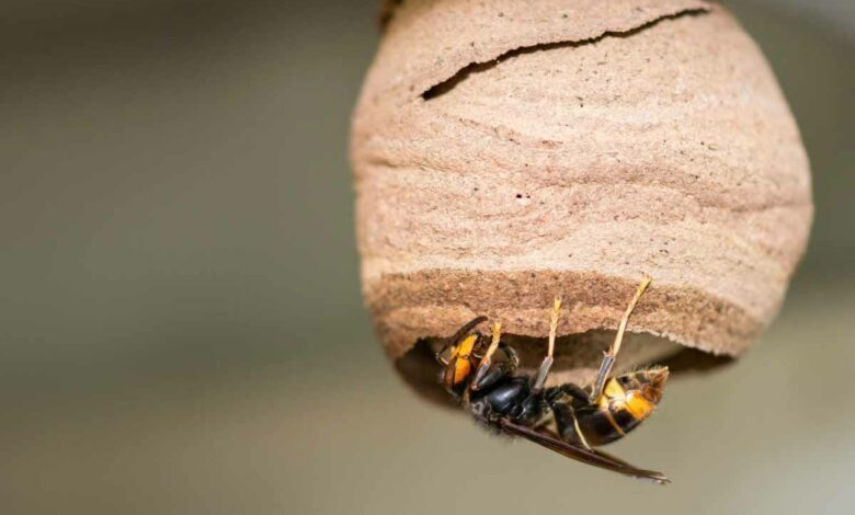 Une reine frelon asiatique et son nid primaire.