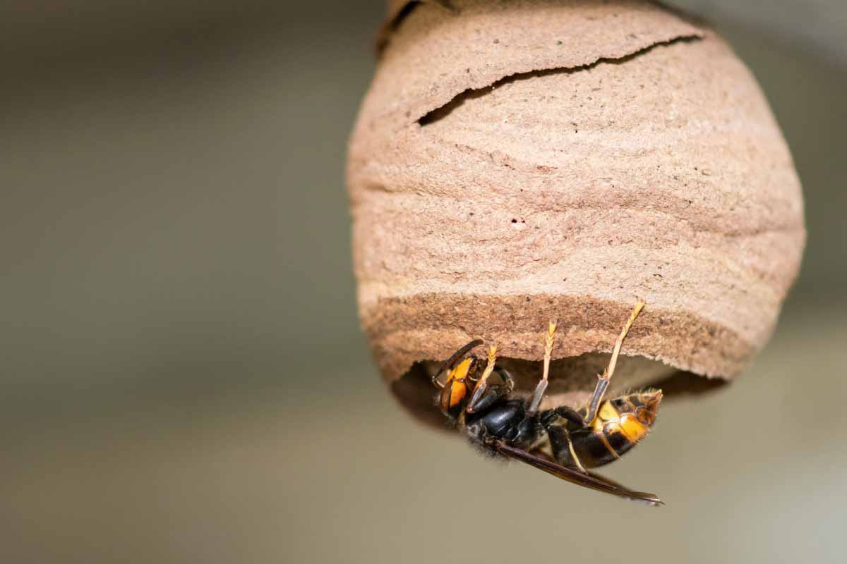 Une reine frelon asiatique et son nid primaire.